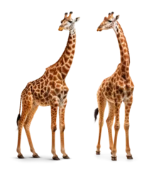 Foto op Canvas two giraffe couple portrait on isolated background © FP Creative Stock