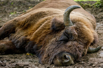 The European wood bison in a forest © hecke71