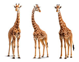 three set of giraffes with different pose on isolated background - obrazy, fototapety, plakaty