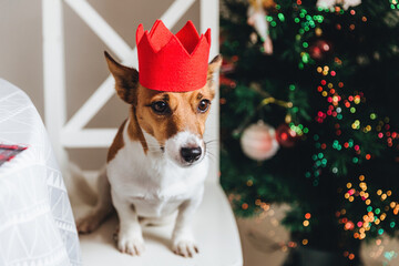 Jack Russell Terrier with a festive red paper crown sitting by a Christmas tree with colorful...