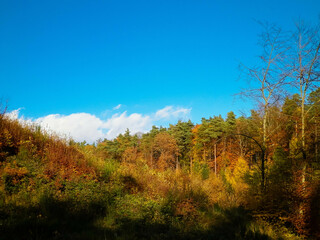 Fototapeta premium Beautiful Polish golden autumn.