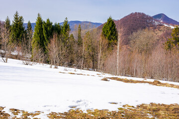 nature scenery with forest on a snow covered hill. spruce among leafless birch trees. cold sunny day in early spring. beautiful mountainous landscape of uzhanian national park, ukraine