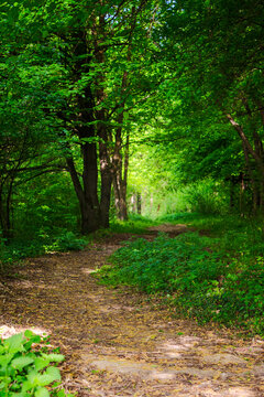 path through shaded forest. green nature background