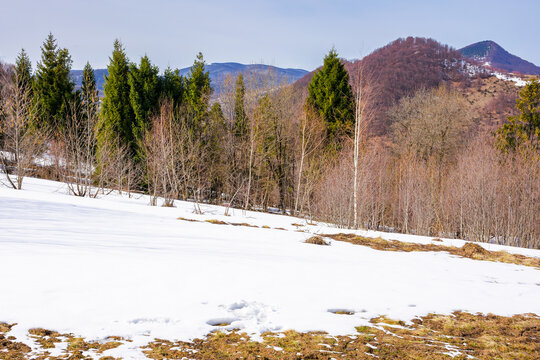 nature scenery with forest on a snow covered hill. spruce among leafless birch trees. cold sunny day in early spring. beautiful mountainous landscape of uzhanian national park, ukraine
