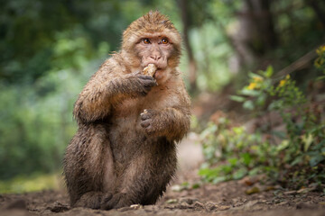 Fressender Berberaffe im Regen
