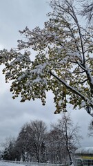 winter morning city park covered with snow