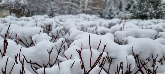 winter morning city park covered with snow