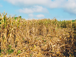 corn field during harvest and blue sky,Dry corn fields ready for harvest