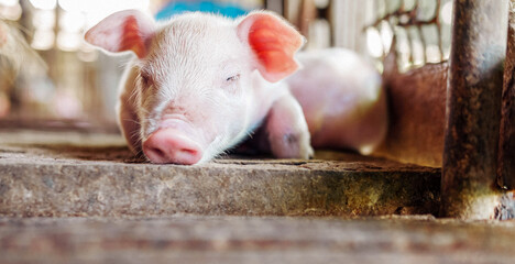 A week-old piglet cute newborn close your eyes and sleeping on the pig farm with other piglets,...