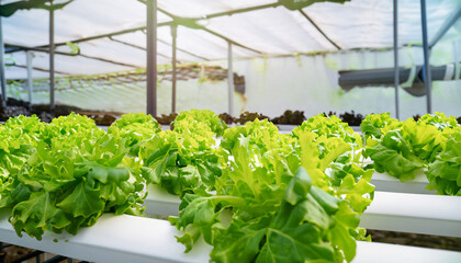Fototapeta na wymiar Hydroponic Vegetable Farm. How to grow hydroponics using the water system in the greenhouse. Without soil. The concept of growing healthy vegetables in a controlled system.