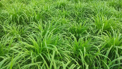 Obraz premium Panoramic view of overgrown green grass Isolated from white background with clipping path.. high green grass, background