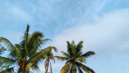 Three coconut trees against a blue sky background