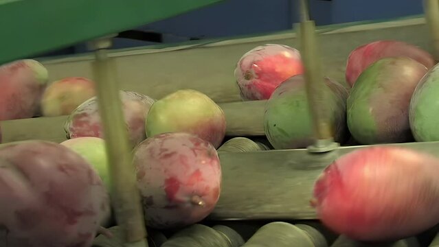 Mango just harvested rolling in a industrial line of classification, pan