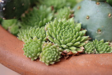 Rojnik Perseus Sempervivum © Perovskia