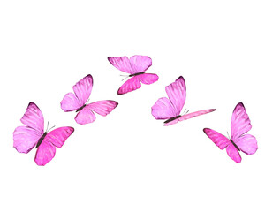 pink butterfly on white background