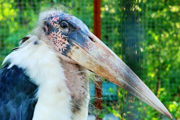 The marabou stork is a large wading bird in the stork family Ciconiidae. 