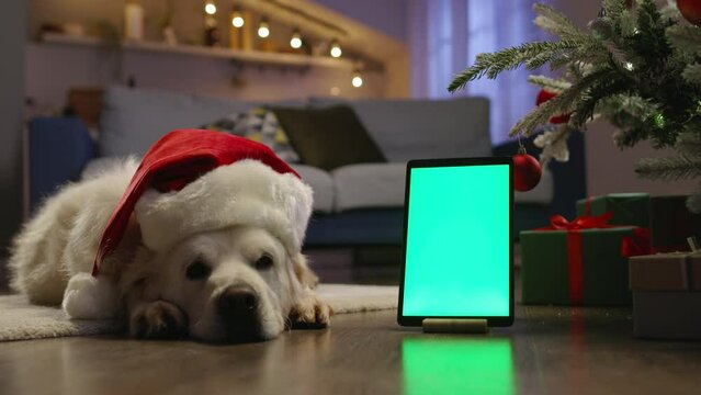 Dog in red New Year's cap and tablet with chroma key. Cinematic advertising of applications for congratulations online orders for Xmas. Christmas New Year celebrations. Waiting for New Year's miracle