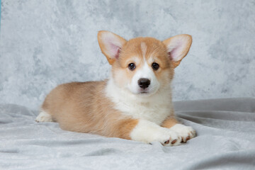 cute welsh corgi puppy lying on a white background, cute pet