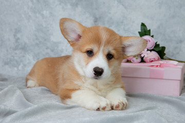 cute welsh corgi puppy with flowers and gift box on gray background, calendar, cute pet