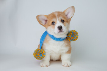cute welsh corgi puppy with a knitted scarf sits on a white background