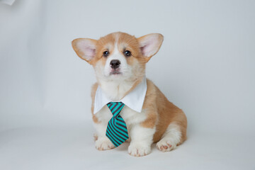 cute welsh corgi puppy in tie on white background, office worker