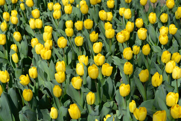 Tulip Strong Gold flowers