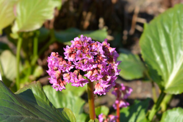 Purple bergenia flowers