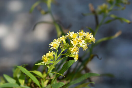 Solidaster Lemore flowers
