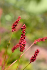 Mountain Fleece Dark Red flowers