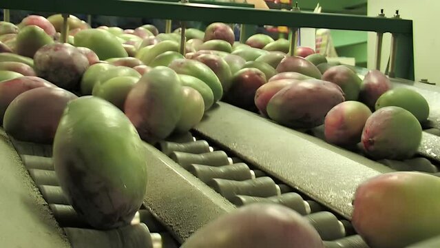 Mangoes rolling in a industrial line of classification and packaging