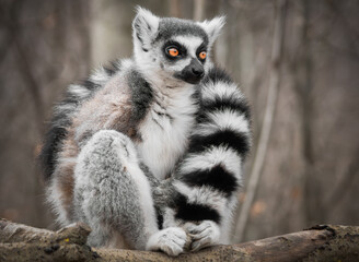 Katta im Wald