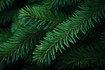 Vibrant Green Christmas Tree Needles in Focus: A Celebration of Nature's Details