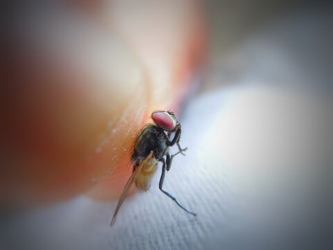 Housefly sitting in hand. A common housefly (Musca domestica) catches in hand. Housefly. 