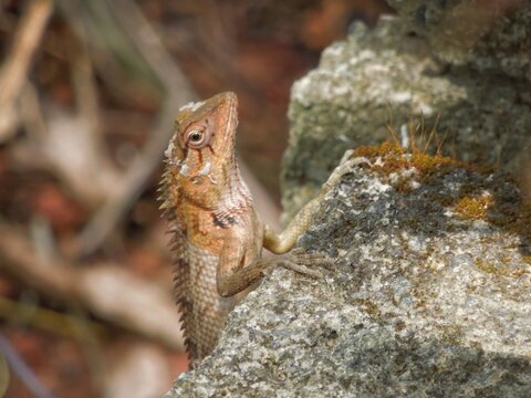 Chameleon. Indian Chameleon sitting in stone. 