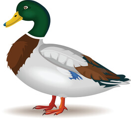 Illustration of a duck - vector