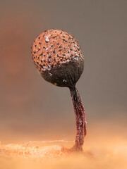 Obraz premium Microscope image of Cribraria piriformis, a slime mold from Finland, no common English name 