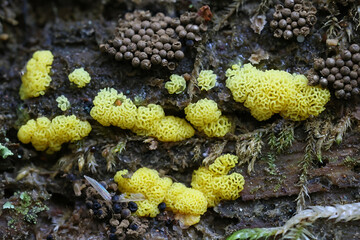 Coral slime mold, Ceratiomyxa  porioides, also called Ceratiomyxa fructiculosa var. porioides,...