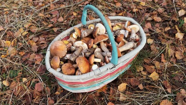 Basket of freshly picked edible mushrooms in Autumn, top view. Brown Birch Bolete or Leccinum scabrum and Suillus luteus or Slippery Jack mushrooms.