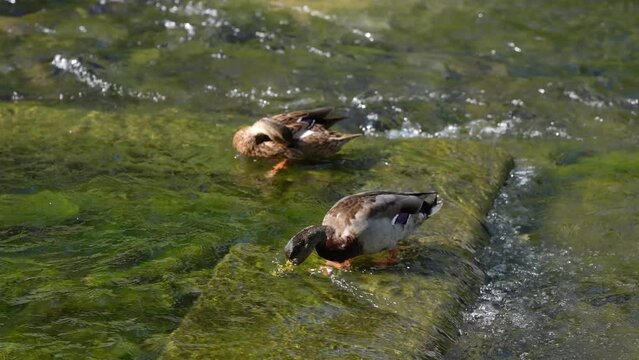 Bird and Clean Ecology of Cheonggyecheon Stream in Seoul City