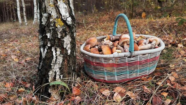 Basket of freshly picked edible mushrooms with Autumn forest background. Brown Birch Bolete or Leccinum scabrum and Suillus luteus or Slippery Jack mushrooms.
