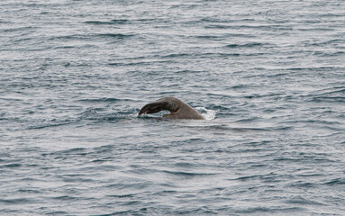 Umrundung Spitzbergen mit dem Segelschiff