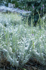 blooming lavender in snow in garden