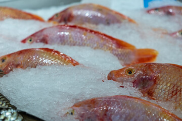 Fresh Red Tilapia on Ice