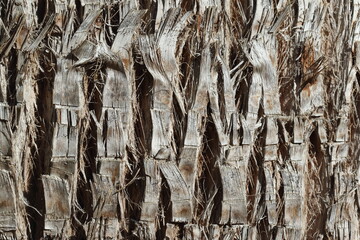 bark of texture of Washingtonia filifera, also known as desert fan palm, California fan palm, or...