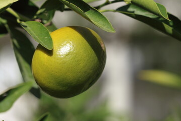 close up view of ripening tangerine