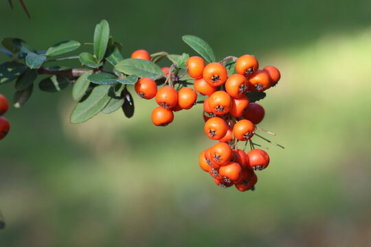 Pyracantha coccinea (scarlet firethorn) is known as a medicinal plant	