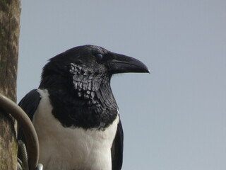 African Pied crow