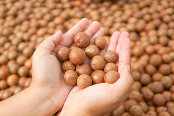 Macadamia nuts A woman's hand is holding a macadamia nut.