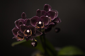 Phalaenopsis orchid black angel on a black background