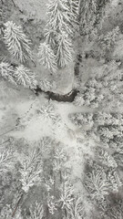 Aerial view snow forest landscape.